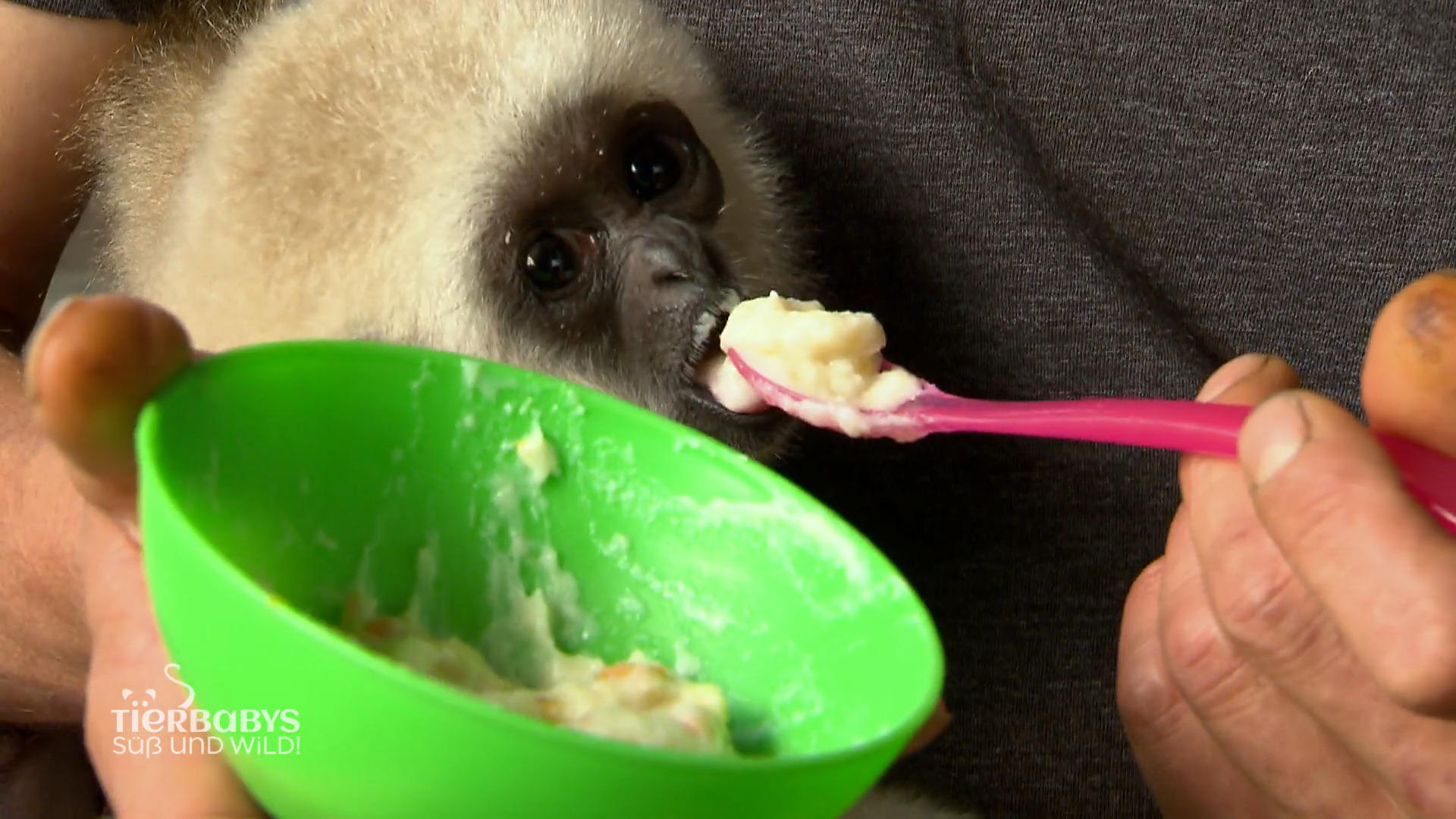 Lui wurde mit der Flasche großgezogen