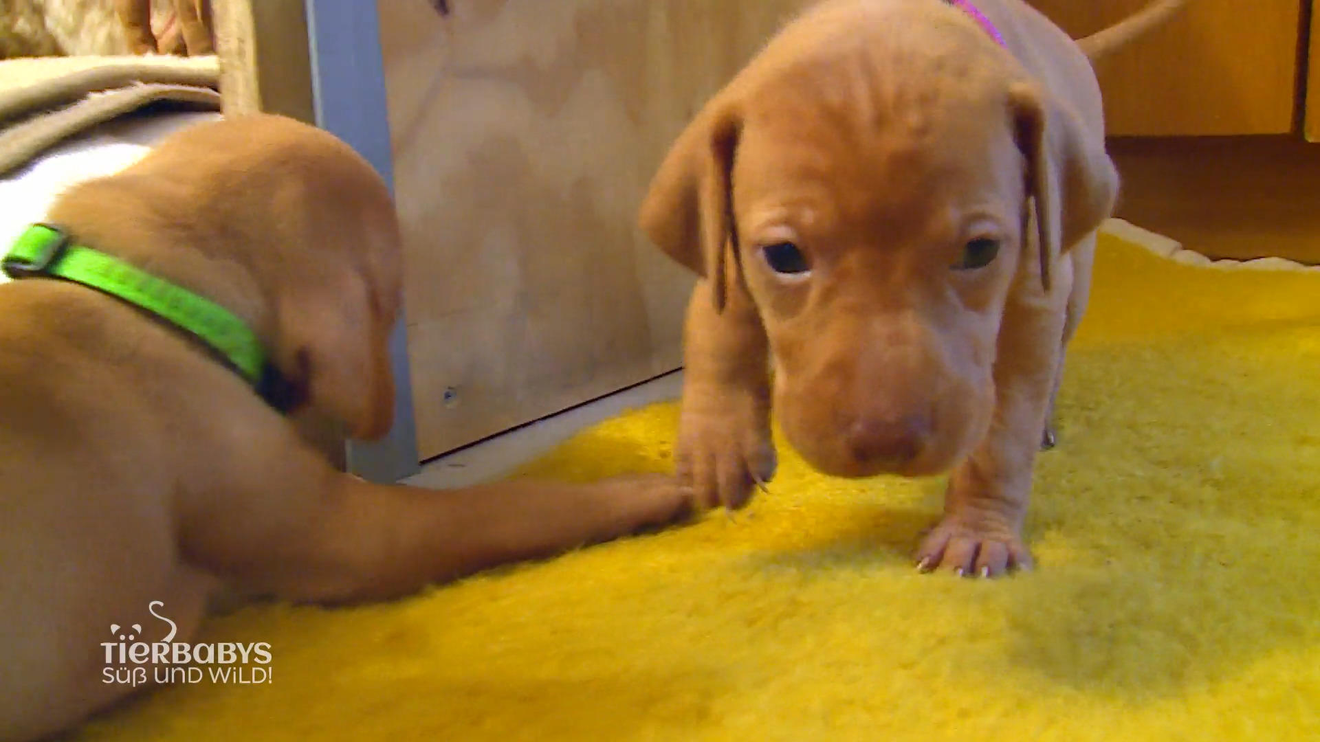 Die Welpen erkunden die Umgebung