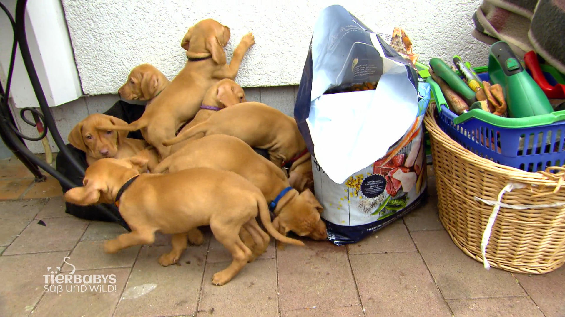 Die Hundebabys sind los!
