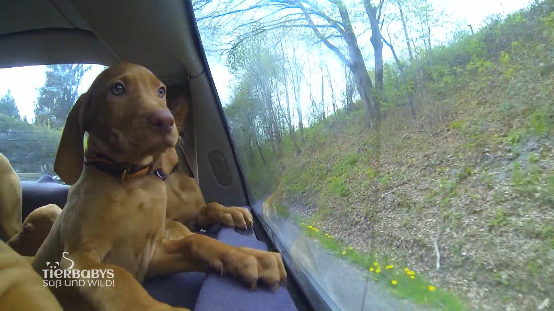 Die Welpen auf Rundfahrt