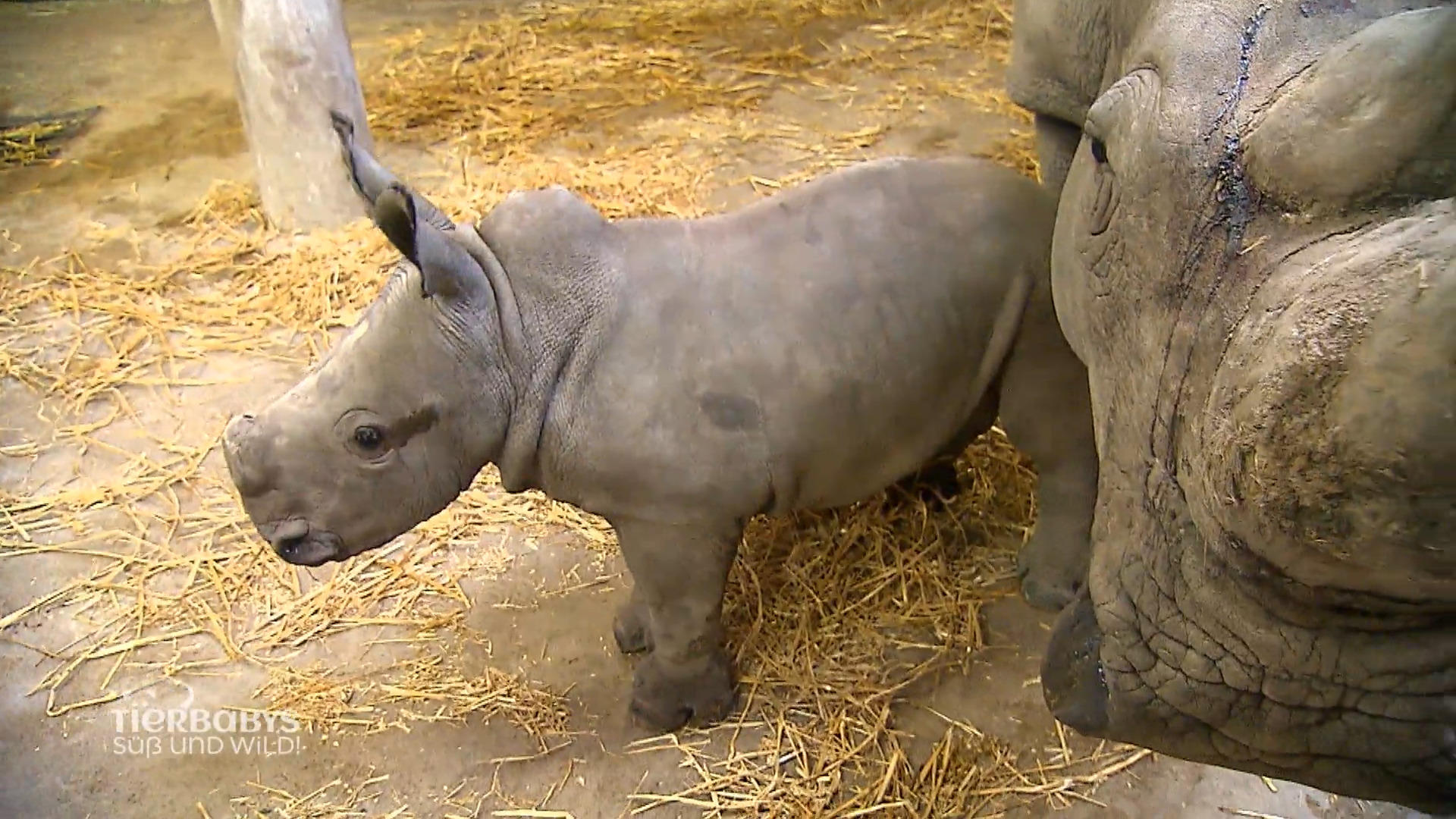 Erneuter Nachwuchs im Salzburger Zoo