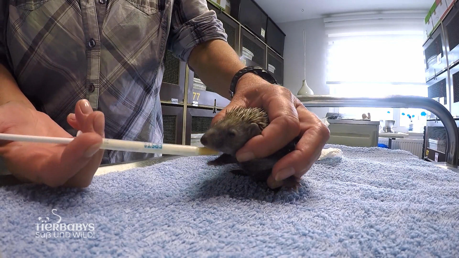 Rettung für drei Mutterlose Igelbabys