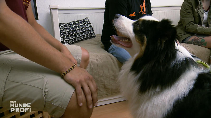 Lewis verbringt vier Wochen bei Hundetrainer Andreas
