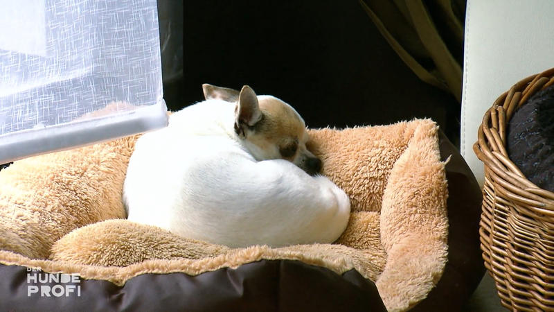 Große Fortschritte bei Adriana und ihren Chihuahuas