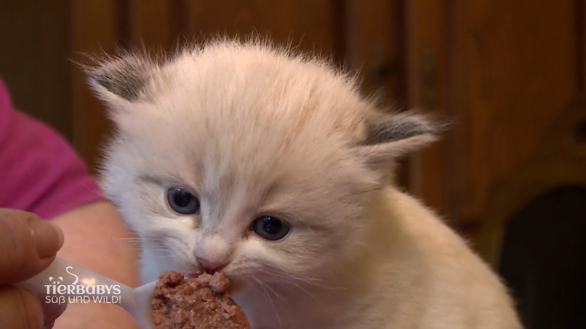 Das erste Nassfutter für die Rangdoll Katzenbabys