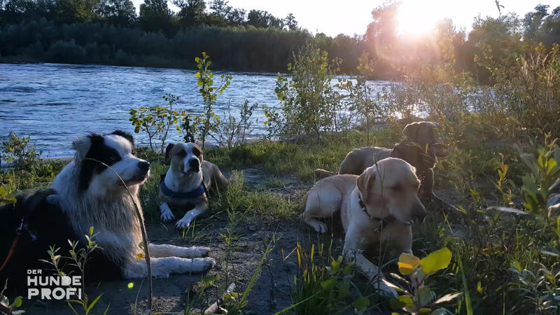Der Australian Shepherd hat in Österreich viel gelernt