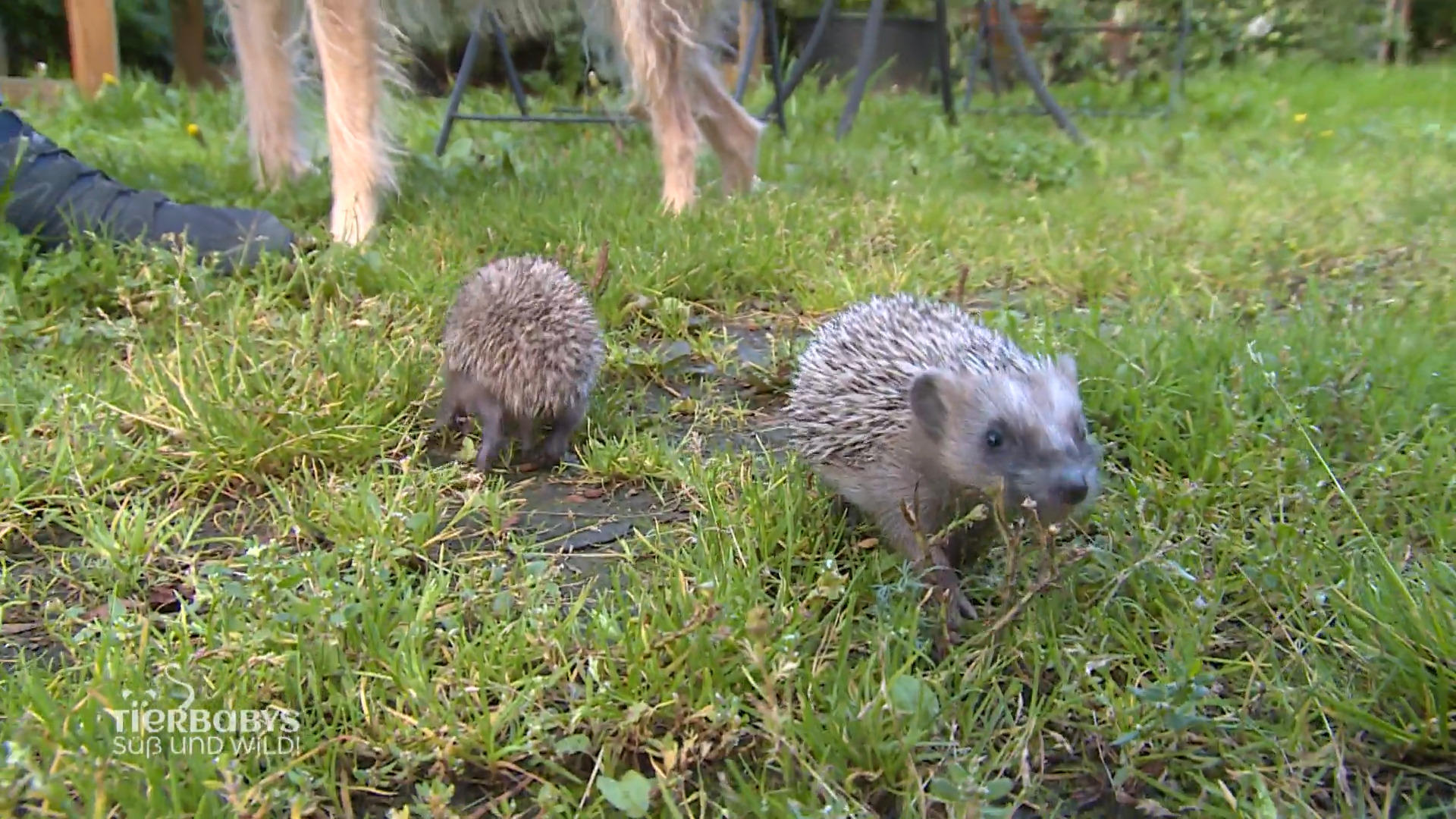 Kleine Igelbabys entdecken die Welt