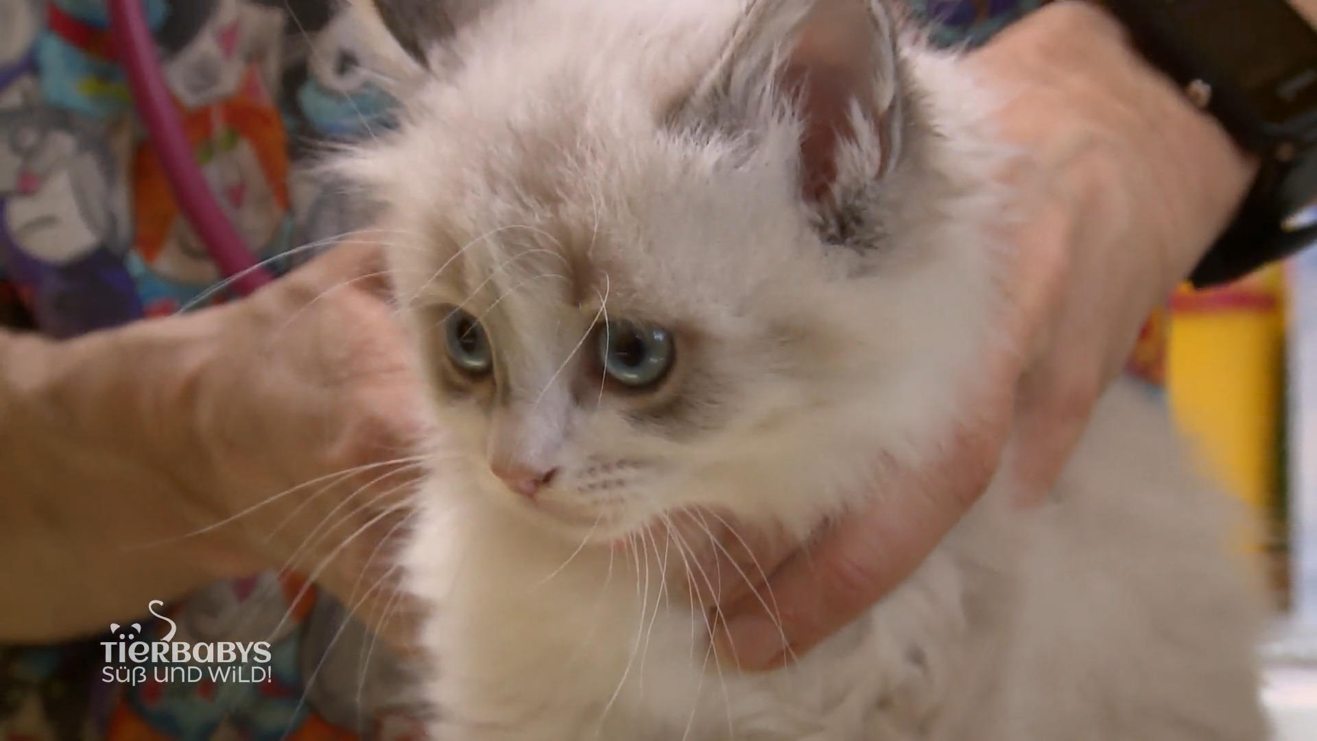 Erste Impfung für die kleinen Ragdoll Kätzchen