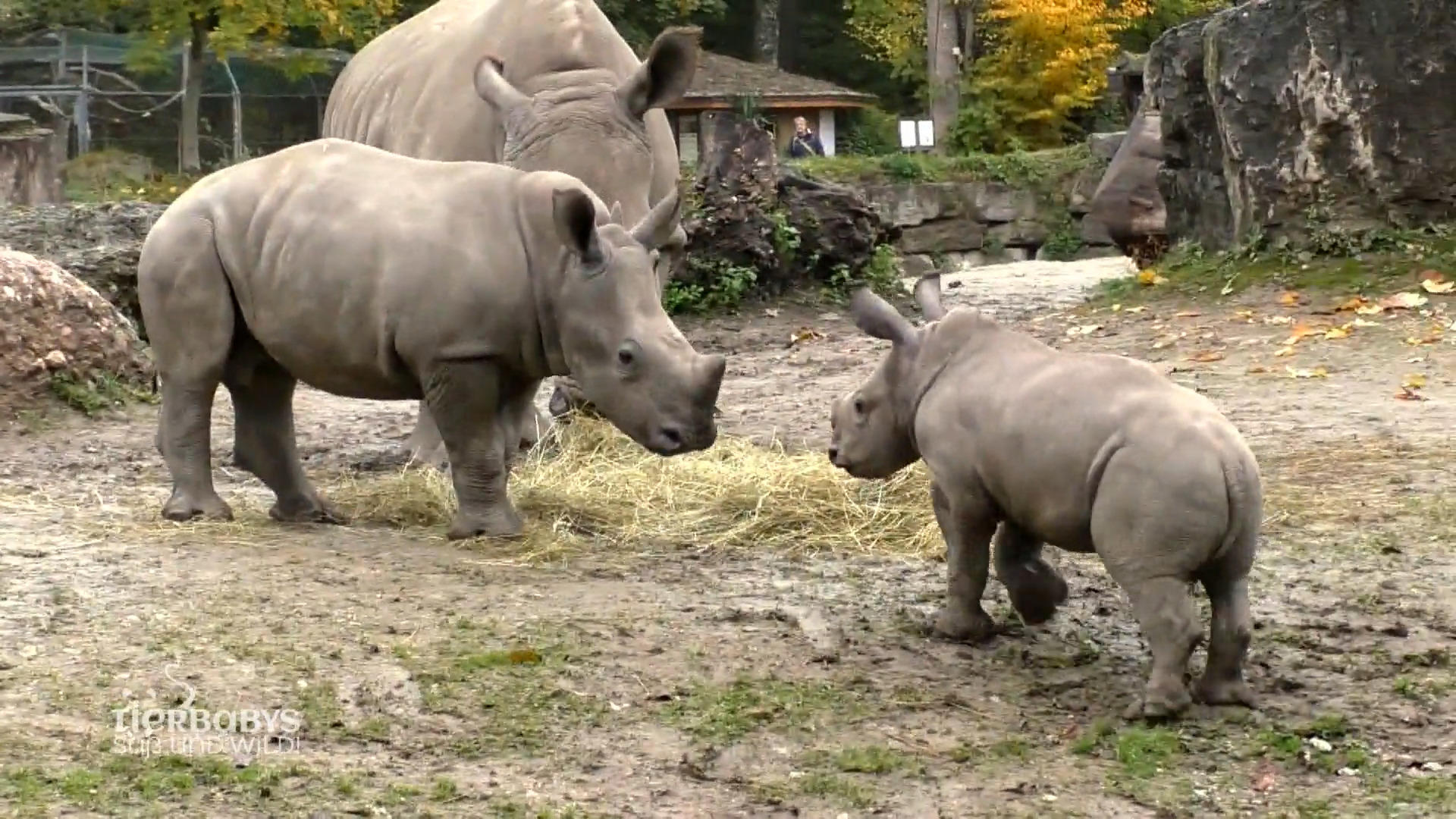 Das erste Treffen der beiden Nashorn-Kinder
