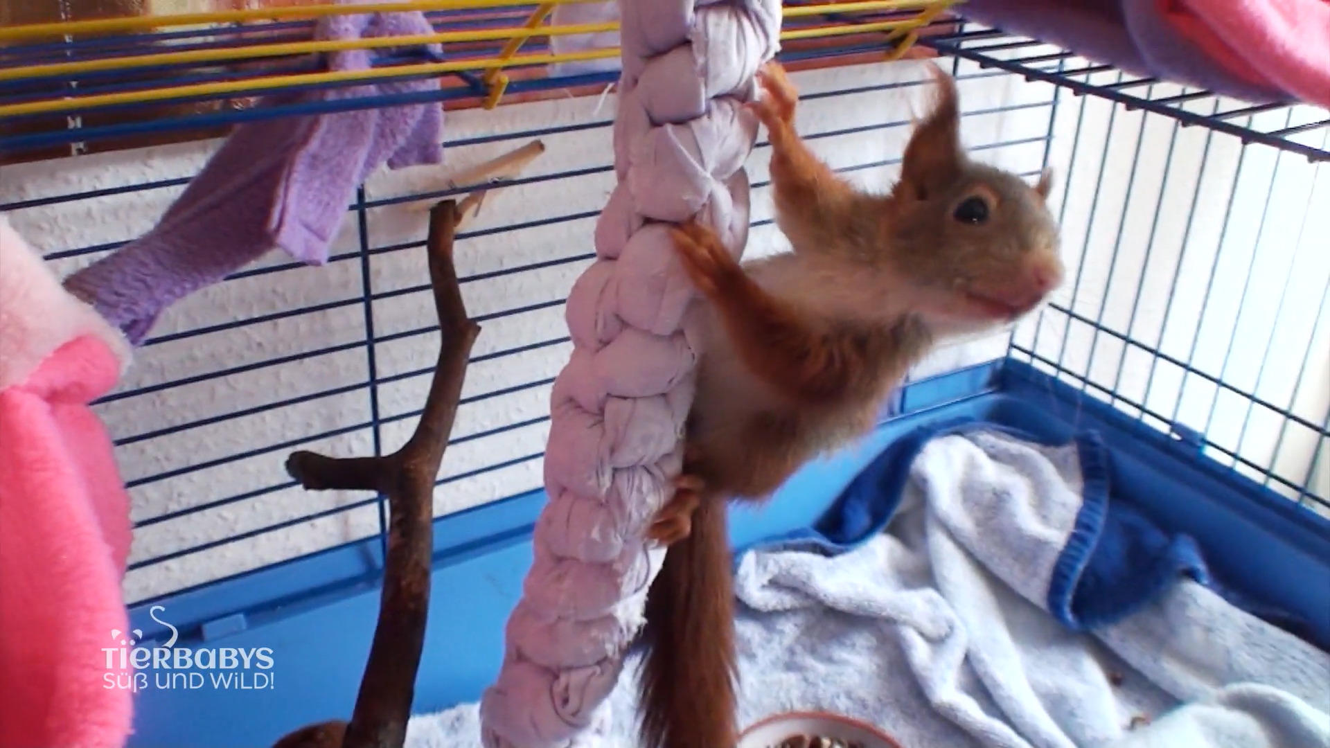 Tierbabys aller Art