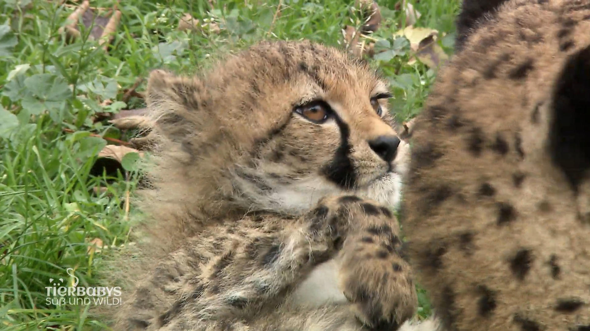 Die neuen Stars im Zoo Basel