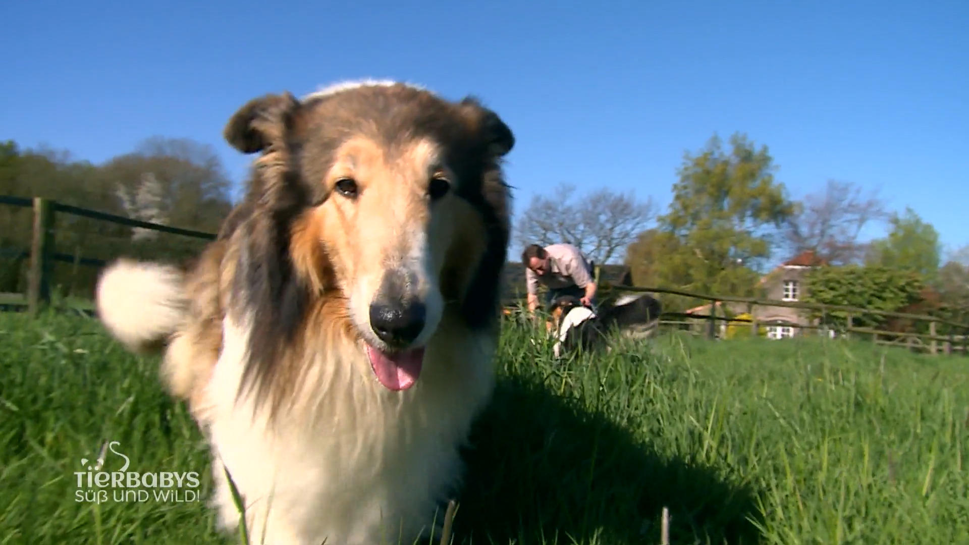 Fünf Hunde, zwei Pferde und Welpen in Aussicht