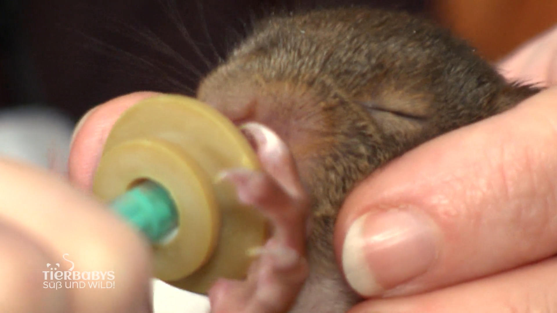 Mogli macht Fortschritte