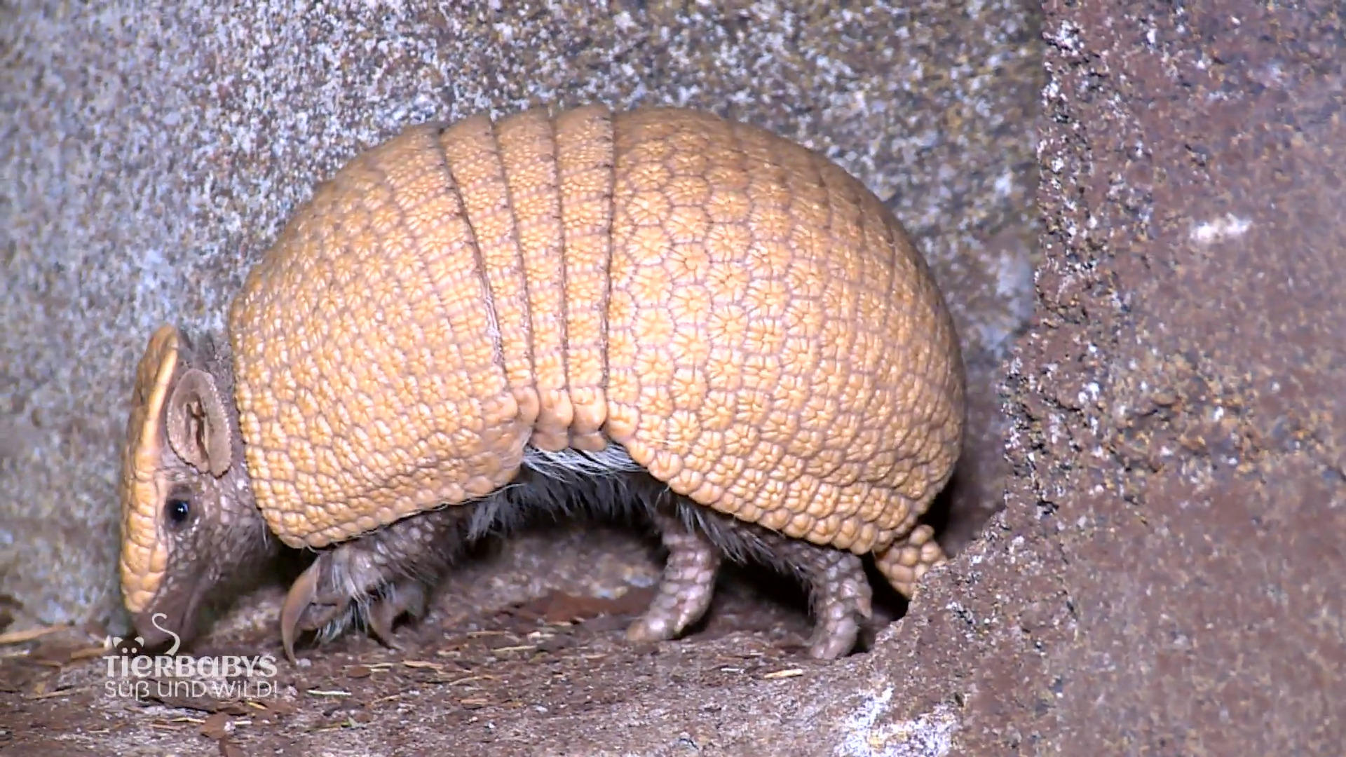 Dando darf ins Gehege ziehen