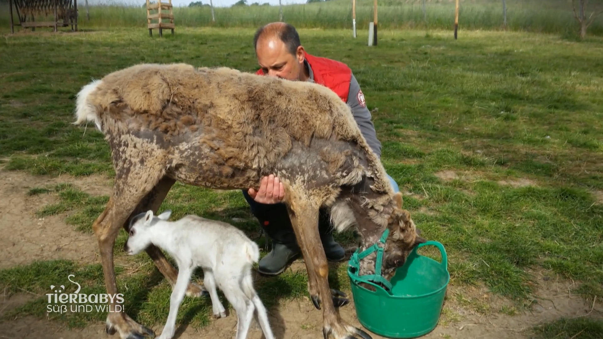 Die Rehntiere übernachten auch auf der Couch
