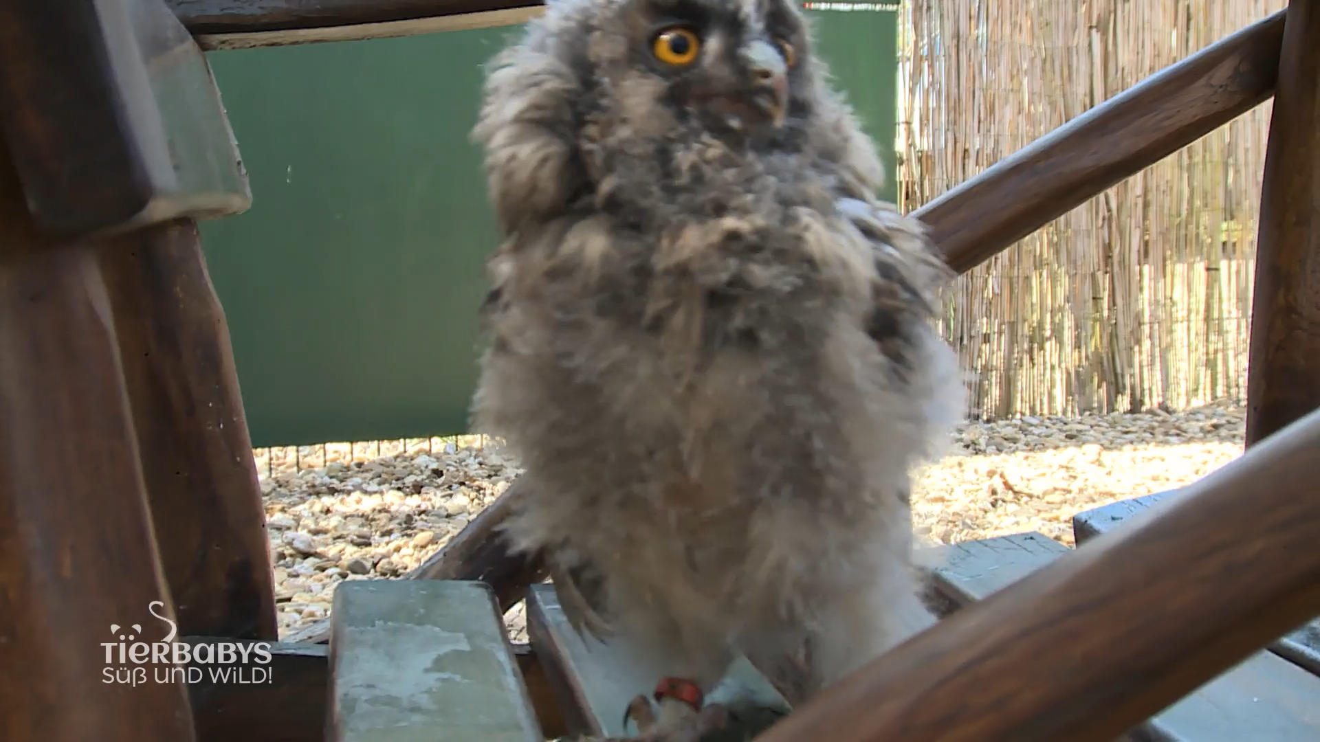 Er muss rund um die Uhr versorgt werden
