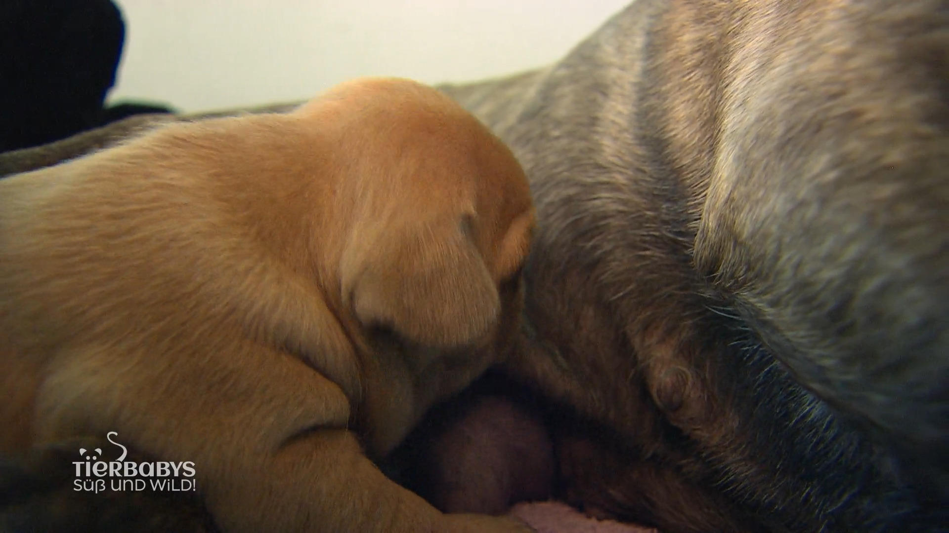 Luna wurde per Kaiserschnitt geboren