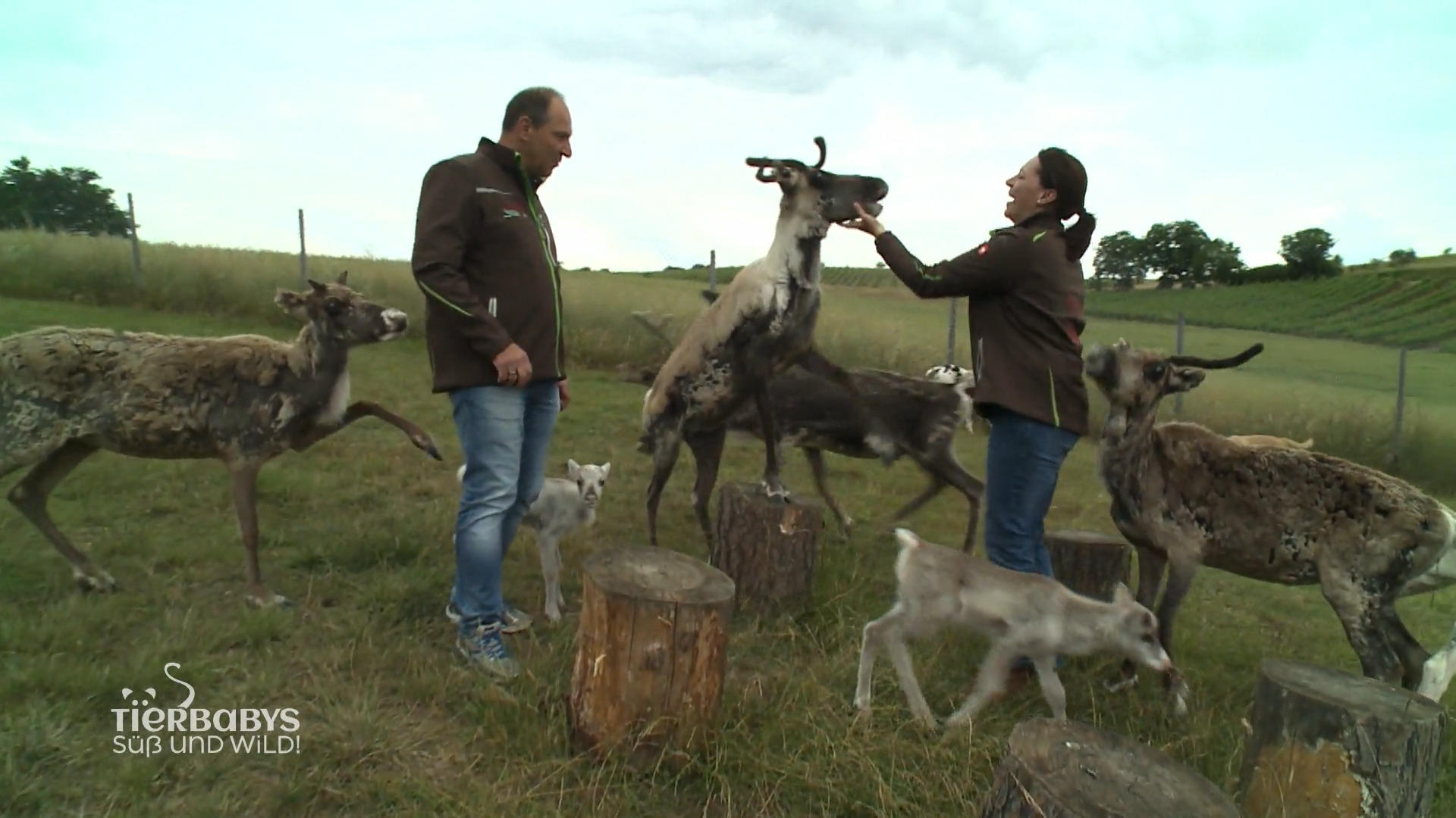 Die Rehntiere können tanzen