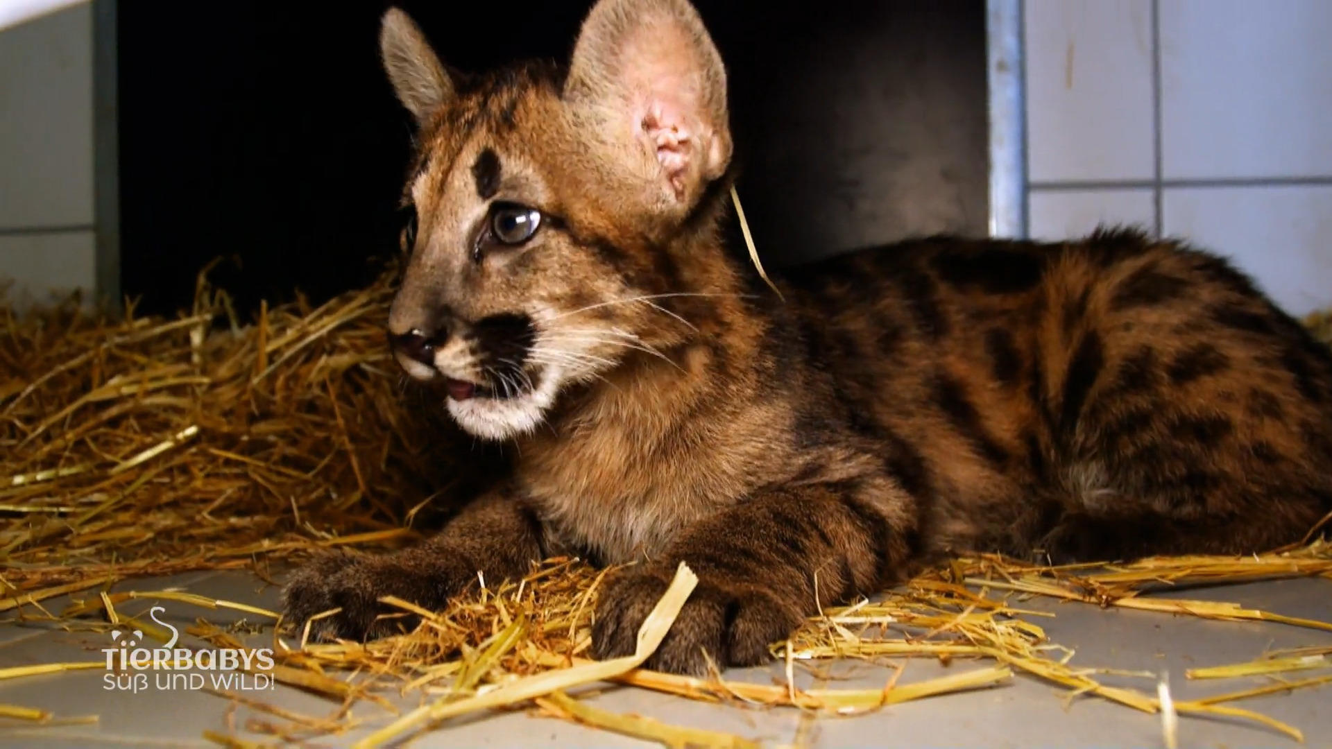 Aslan bekommt eine zweite Chance