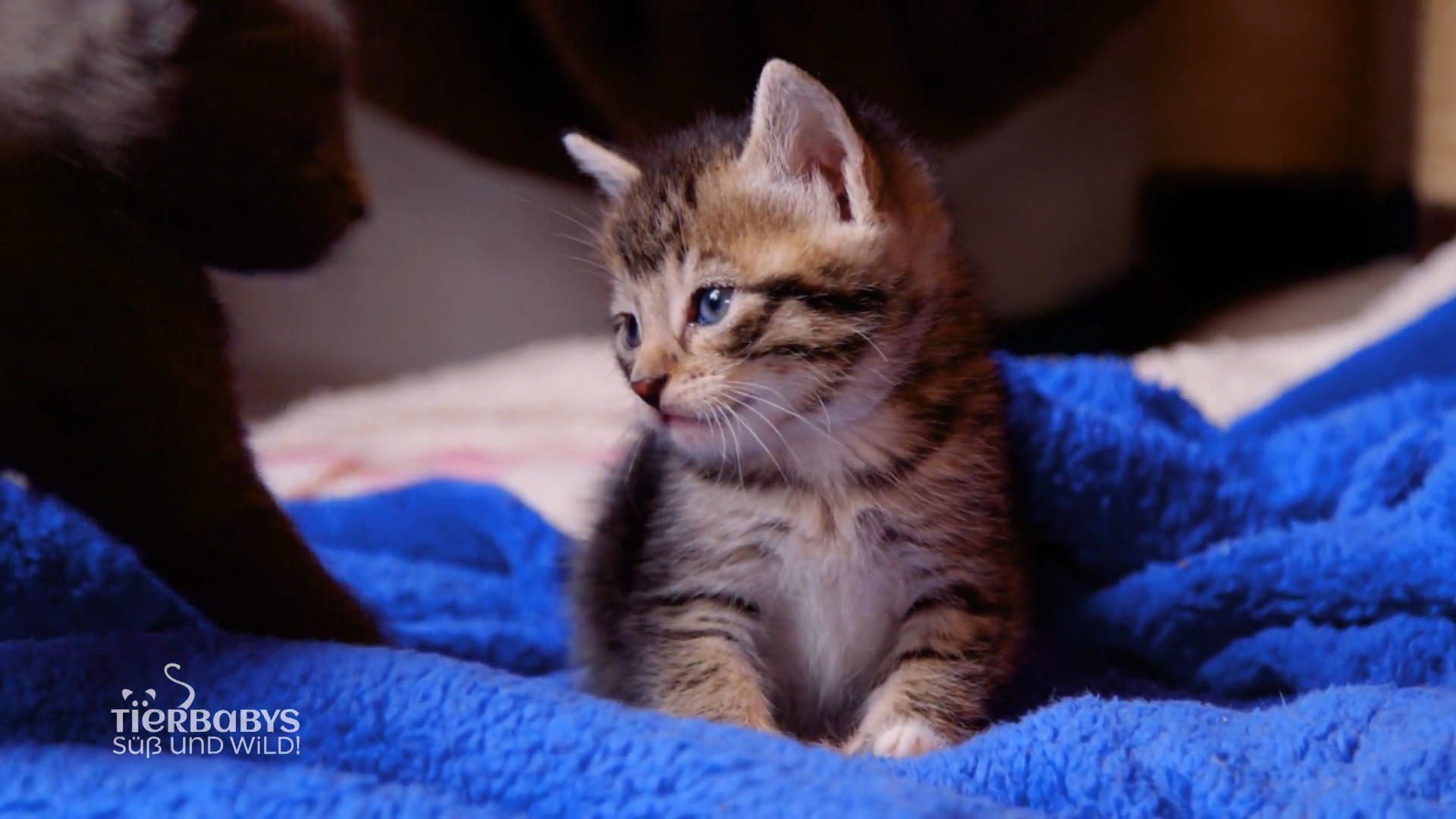 9 Babykatzen leben in der Aufnahmestelle