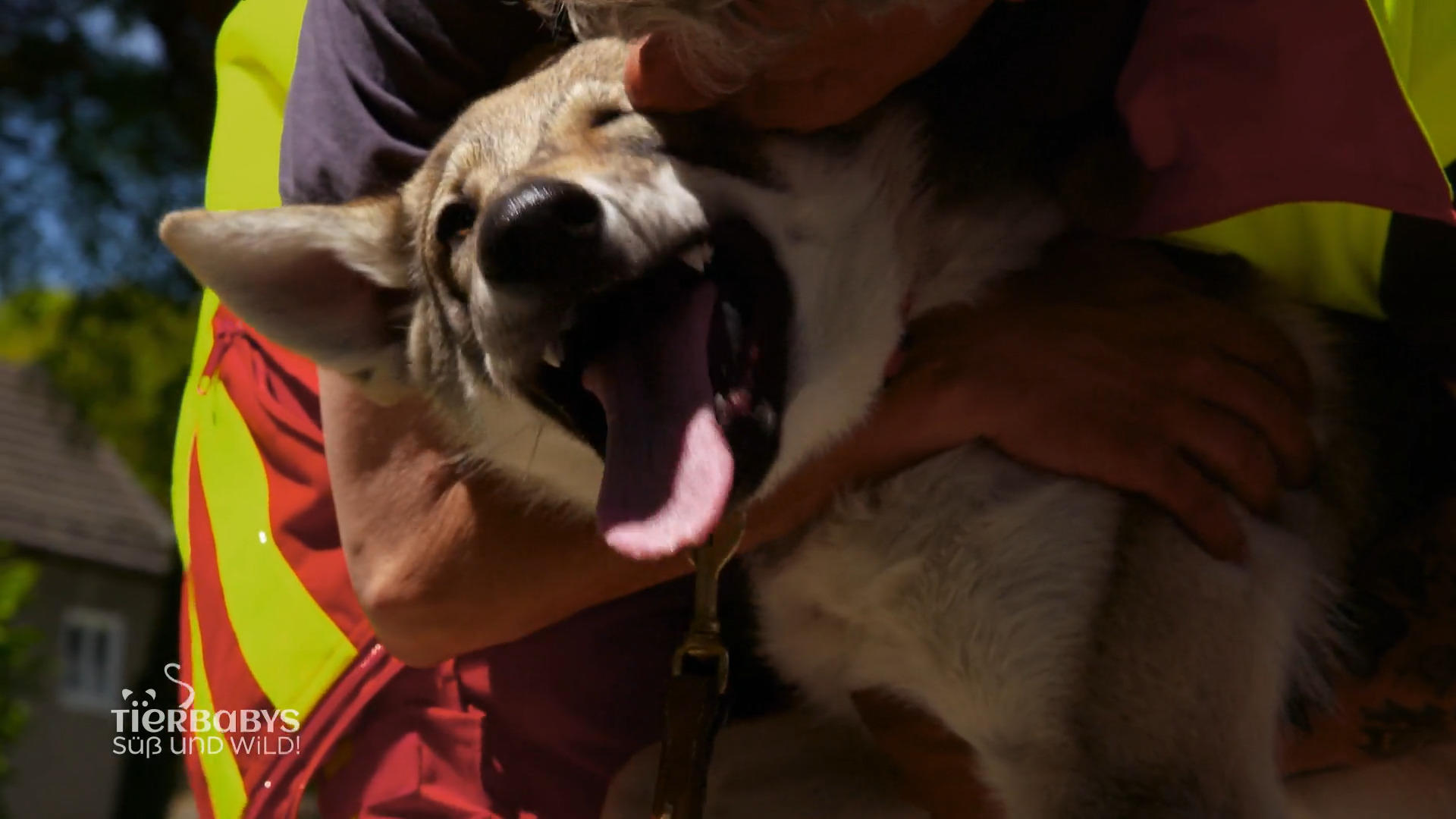 Wird Emrys die Prüfung schaffen?