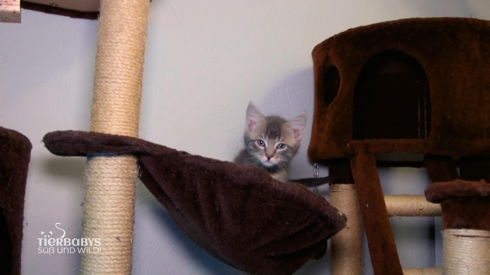 Bald werden die älteren Kätzchen adoptiert