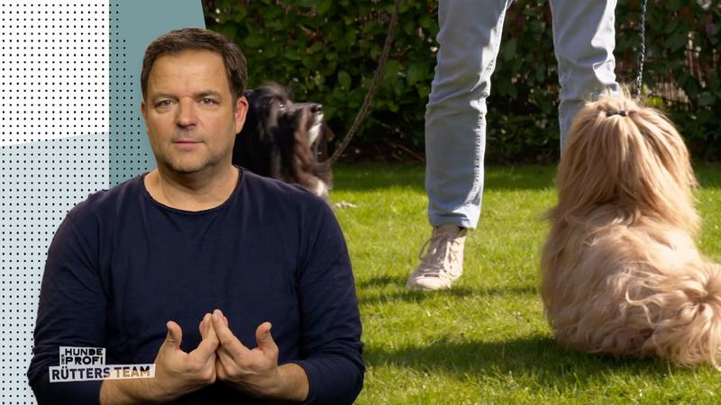 Maulkorb als vorübergehende Lösung?