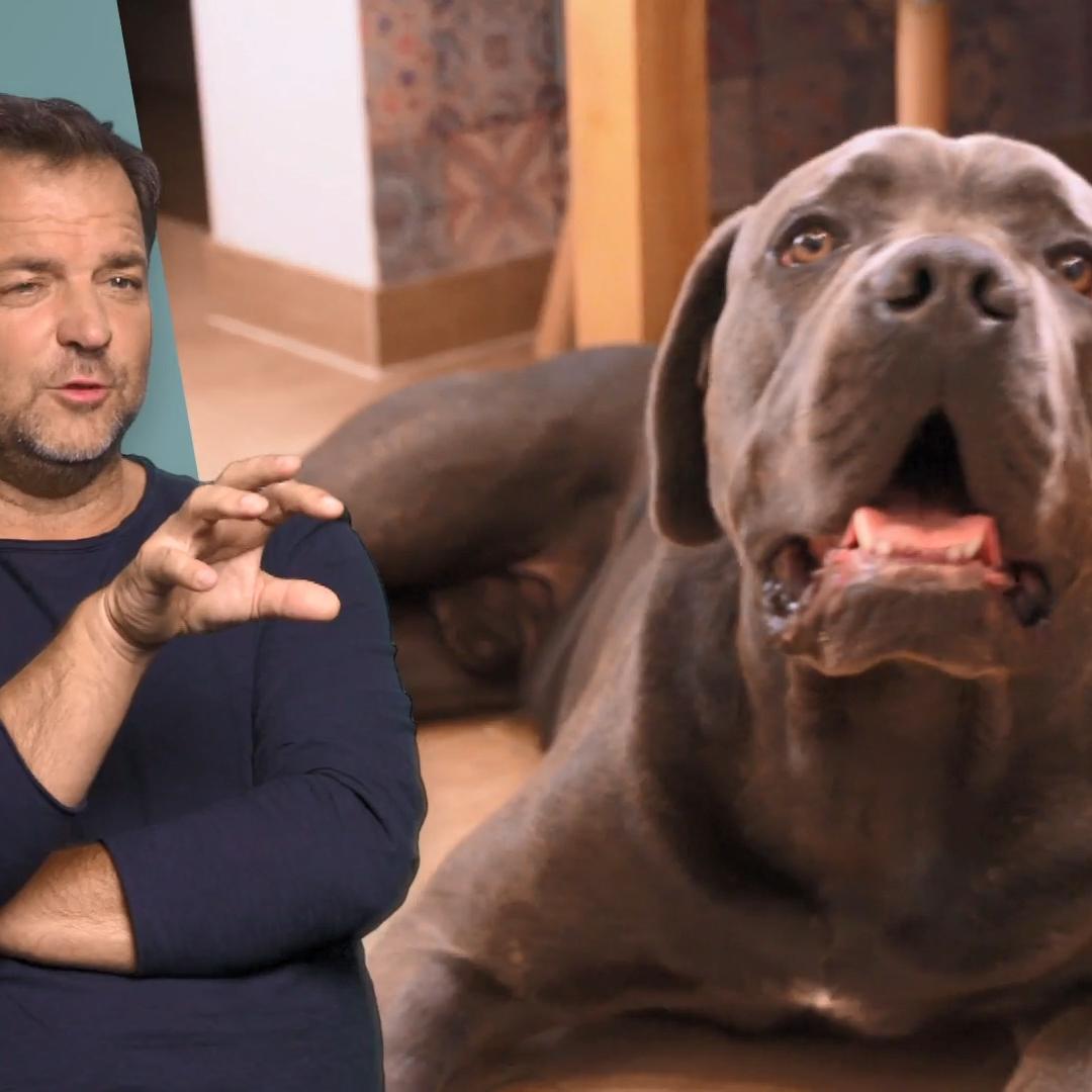 Das Training mit Hector hat sich gelohnt