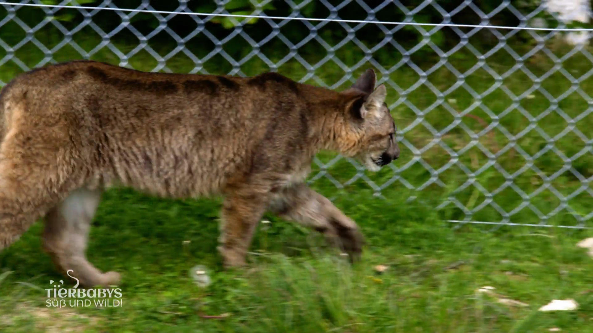 Die Pumas sind groß geworden