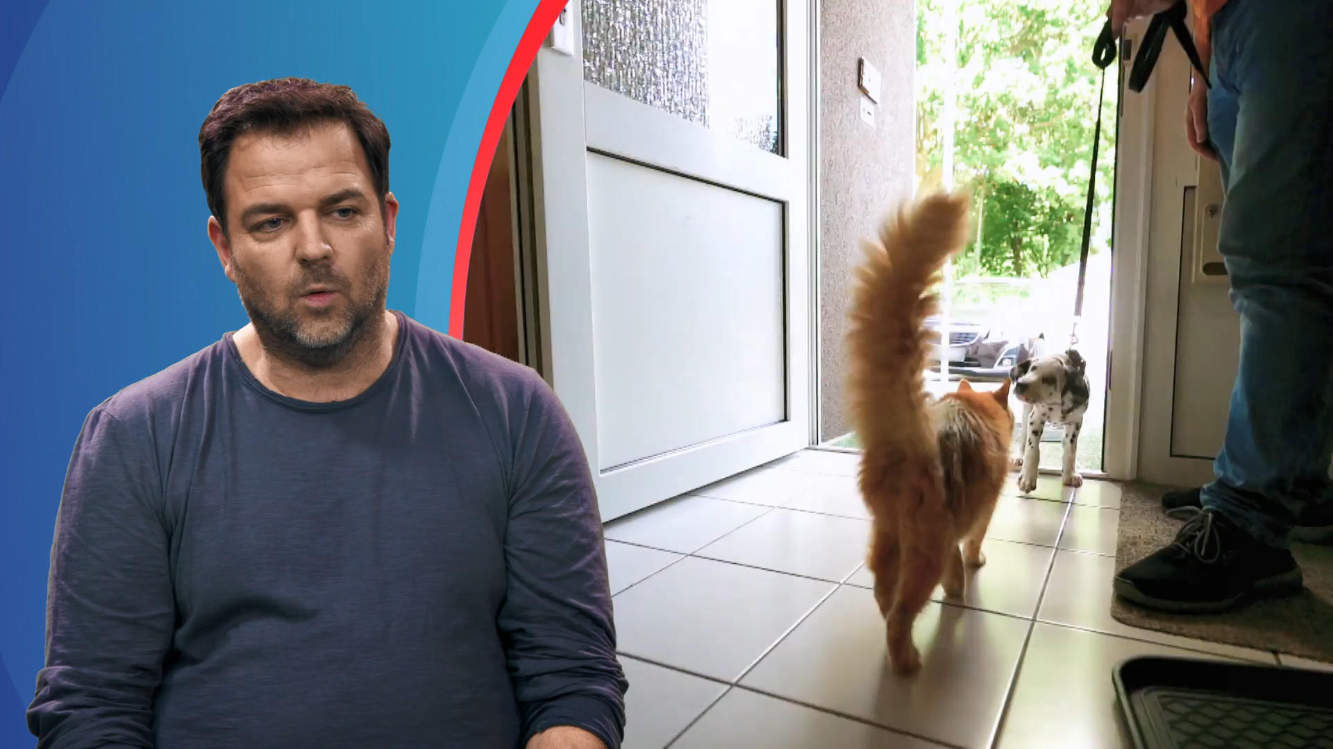 Kater Philo mobbt Dalmatiner-Neuzugang Sir Henry