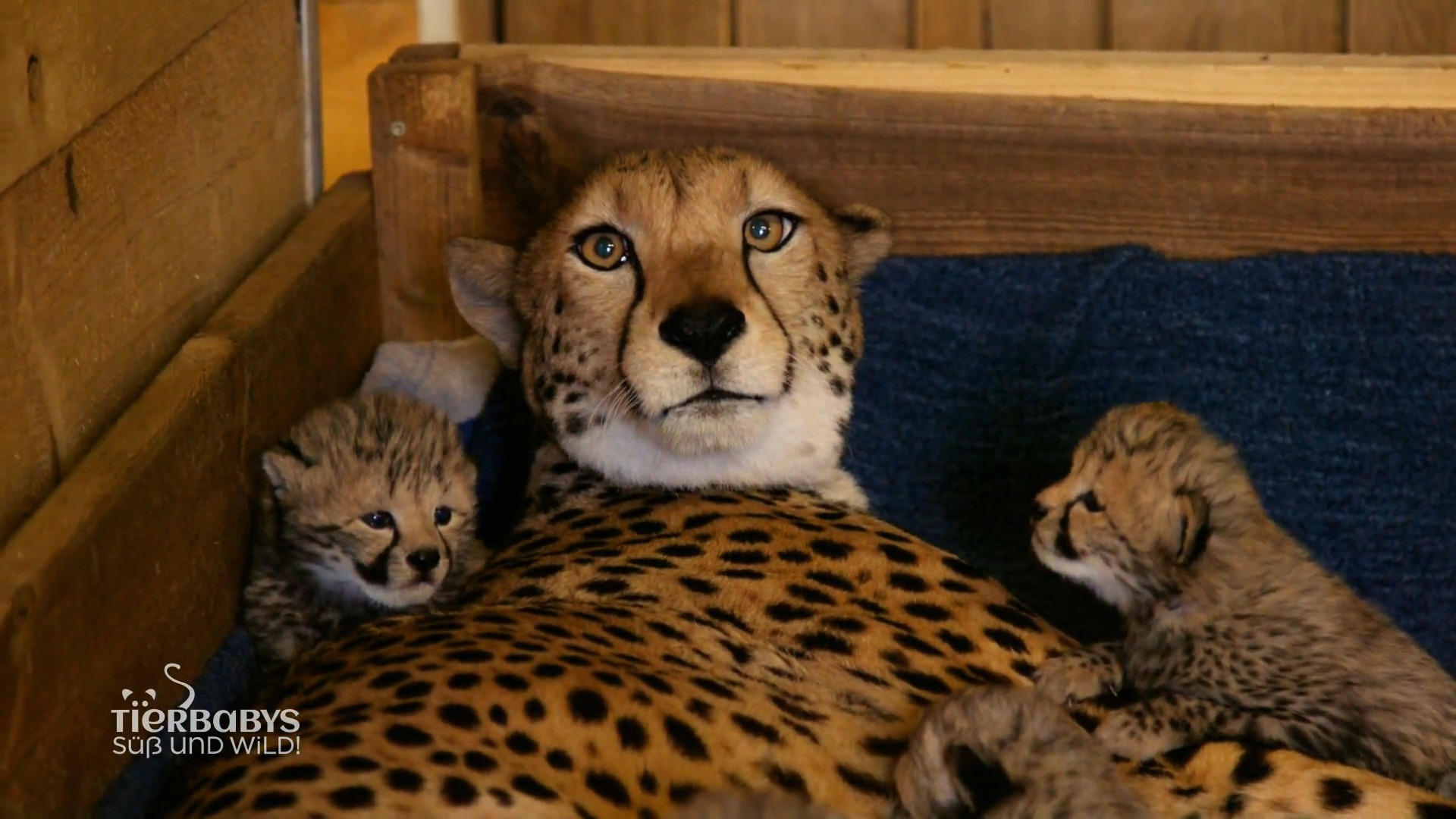Geparden Nachwuchs im Safari Land!