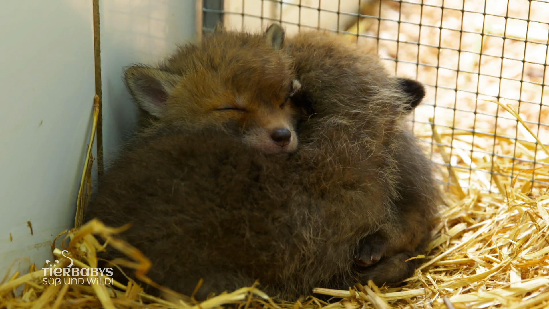 Fünf Fuchsbabys im Wald gefunden