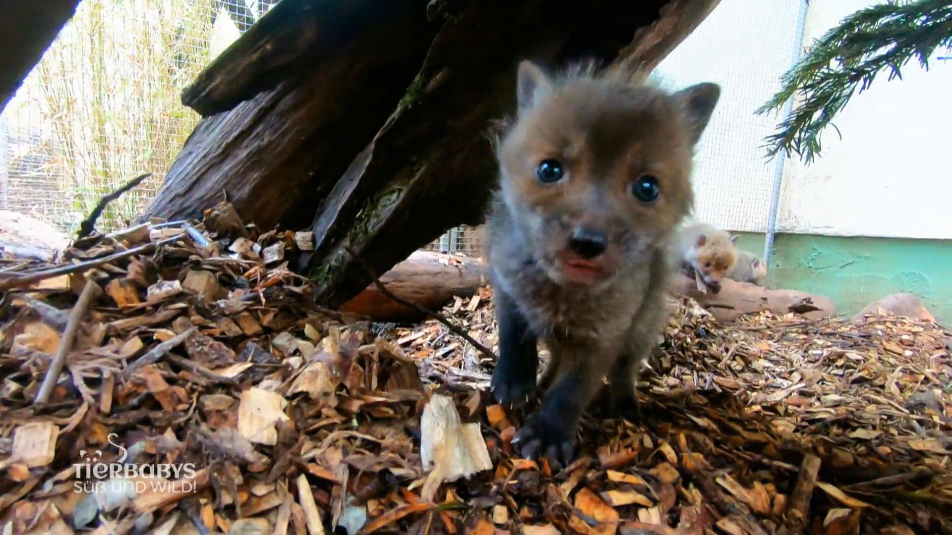 Die Fuchsbabys sollen sich kennenlernen