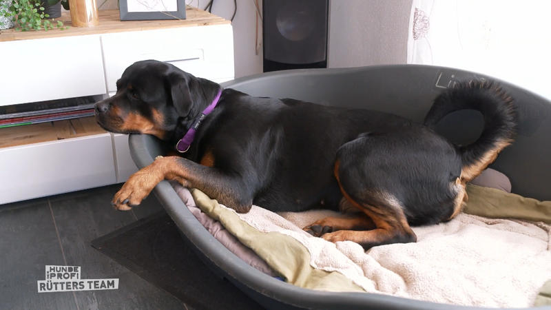 Rotweiler Linda flippt auf Spaziergängen aus