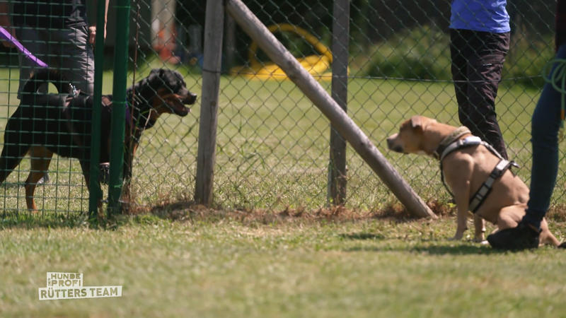 Linda kann andere Hunde nicht einschätzen
