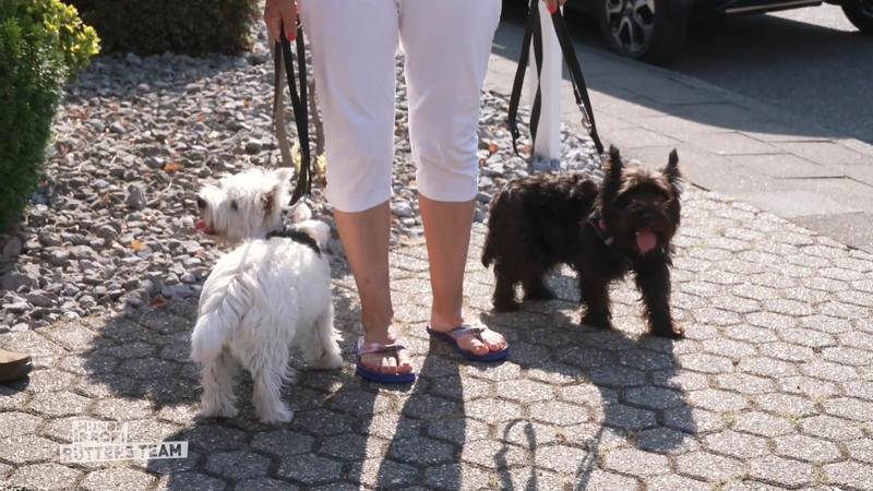 Lotte und Anton haben Frieden geschlossen