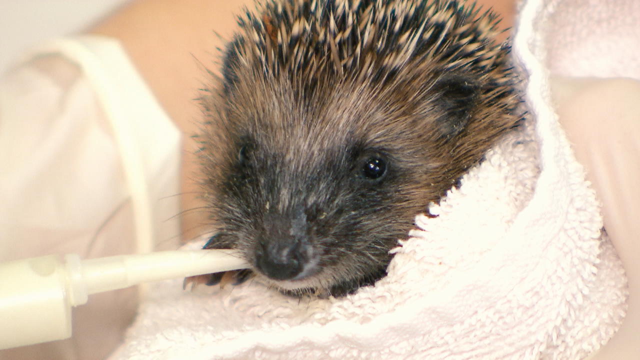 Igel im Herbst retten