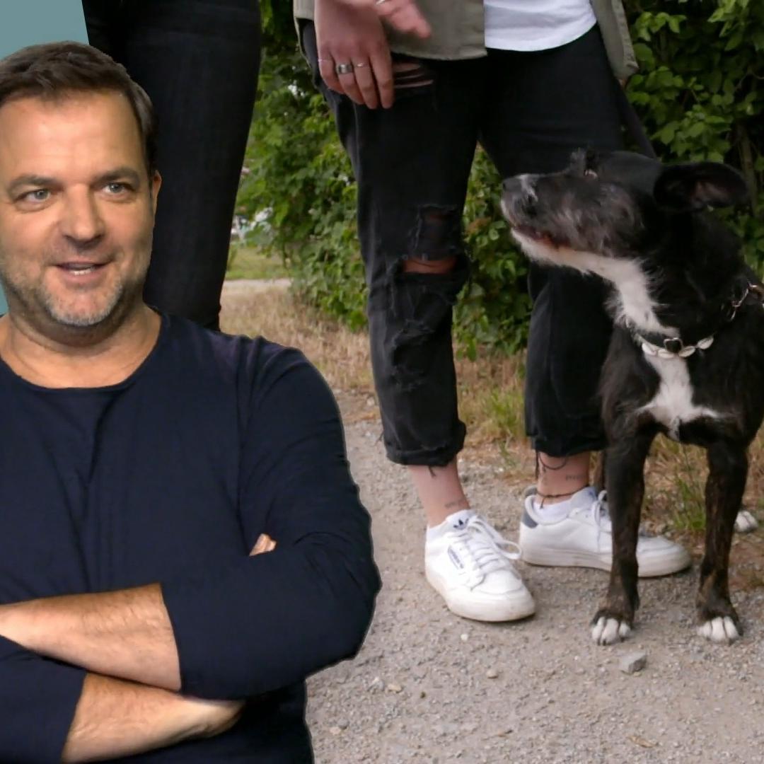 So erkennt man einen aggressiven Hund