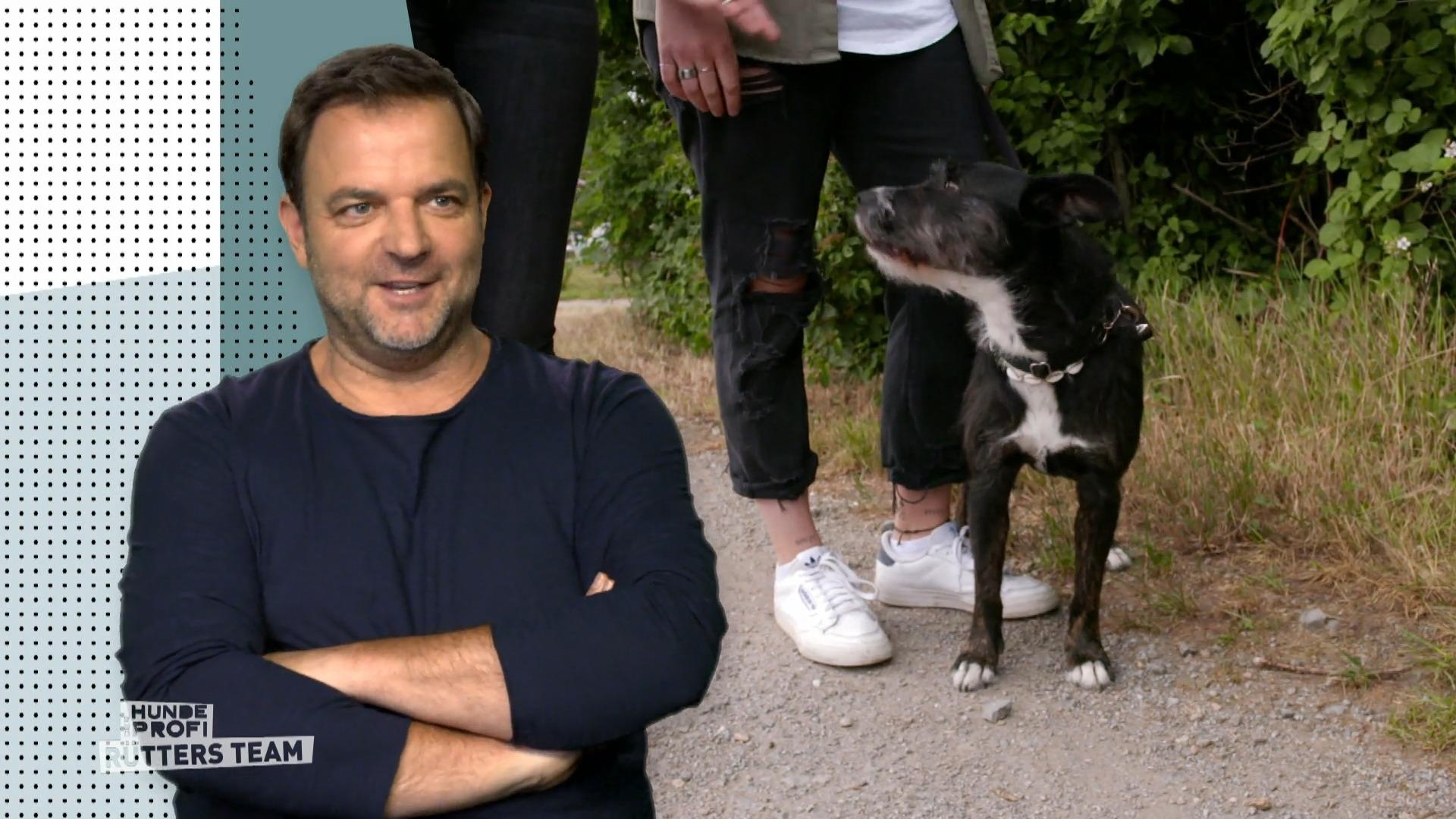 So erkennt man einen aggressiven Hund