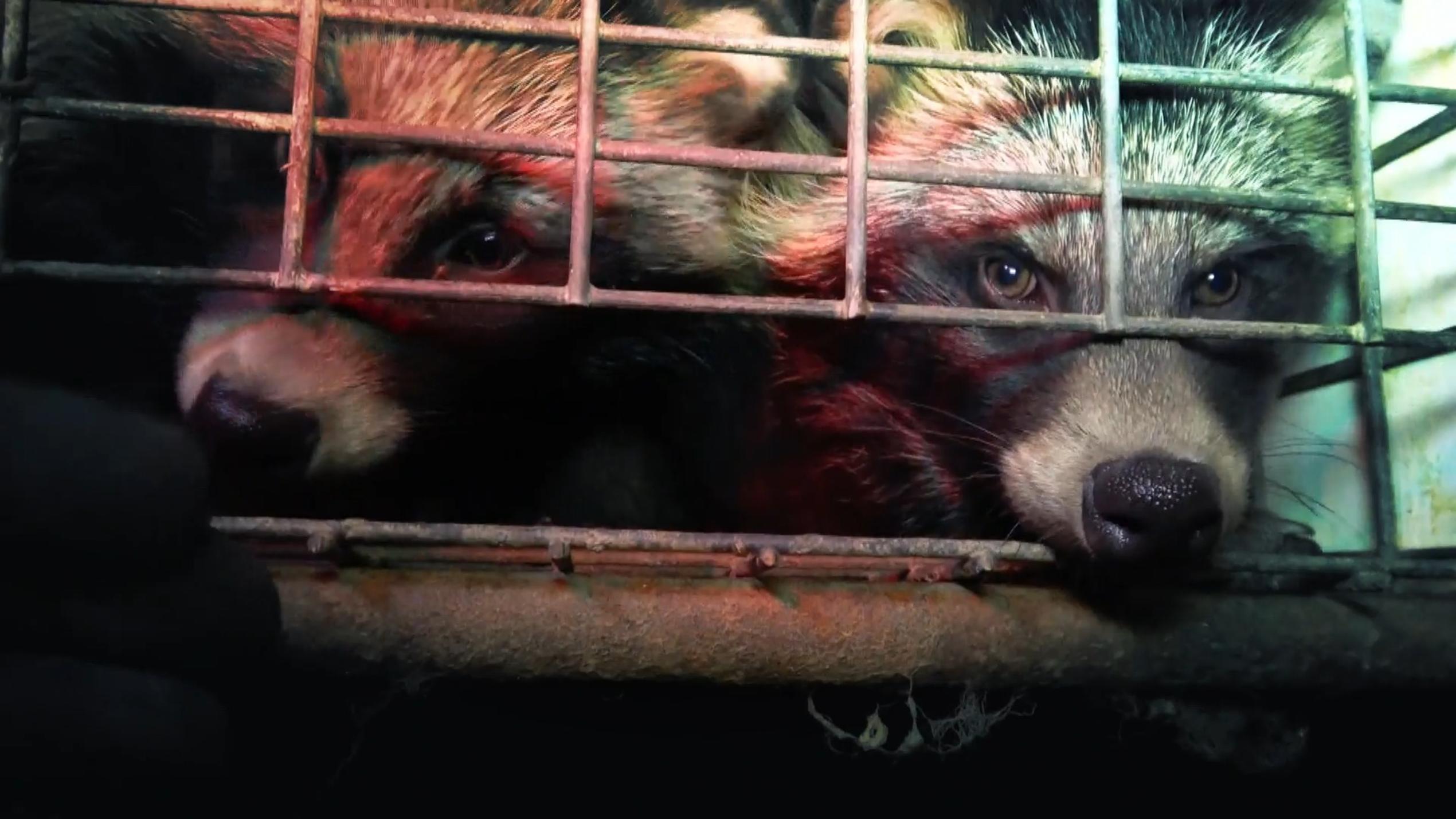 hundkatzemaus: Tierschützer decken neuen Pelzskandal auf