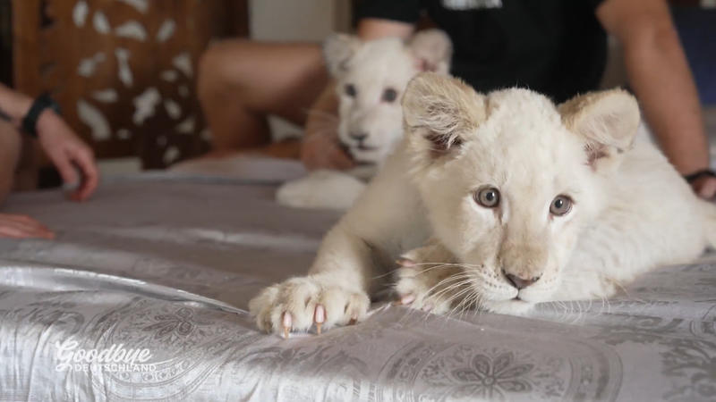Die Wildnis vor der Tür und im Haus