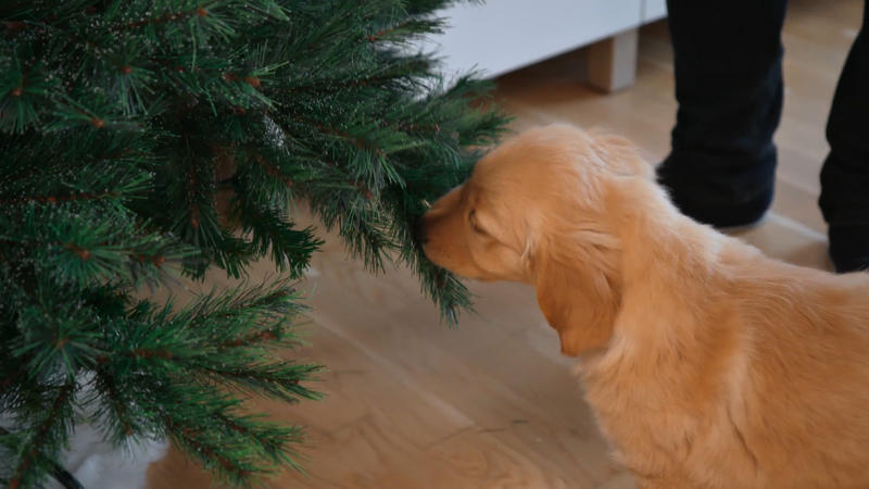 Quinn zerpflückt den Weihnachtsbaum