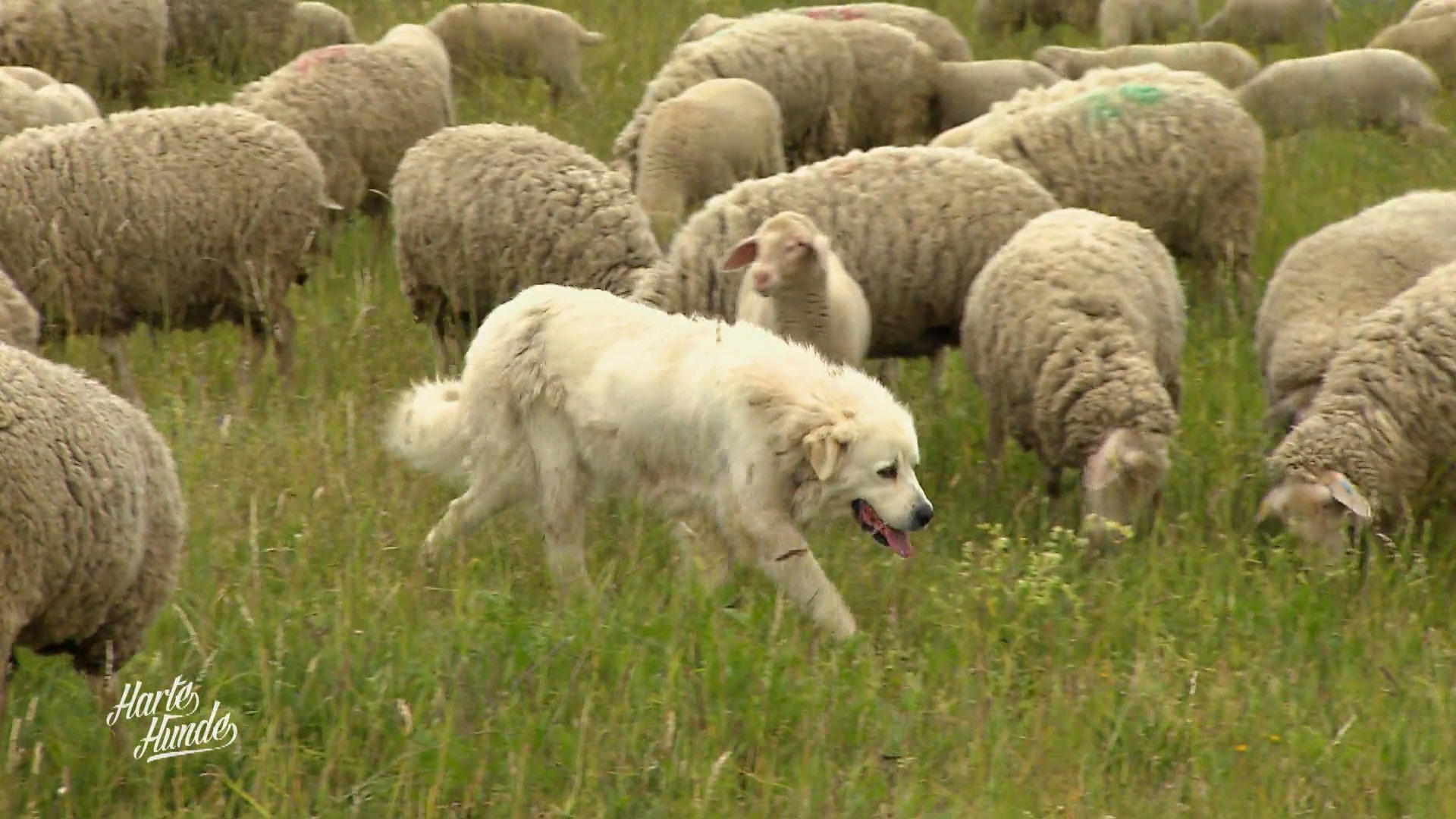 Wie arbeiten Herdenschutzhunde?