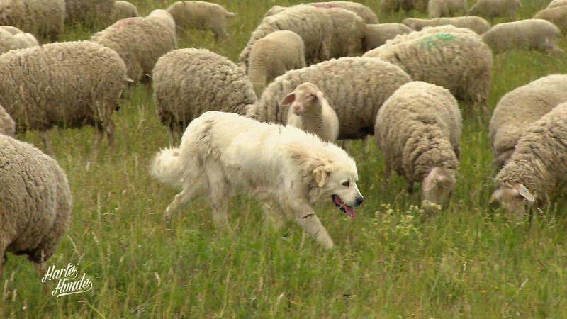 Wie arbeiten Herdenschutzhunde?