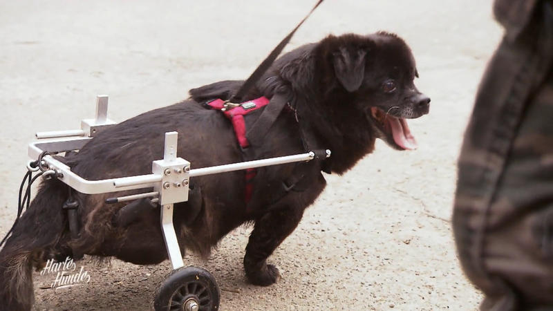 Rollihund Rambi darf mit nach Deutschland