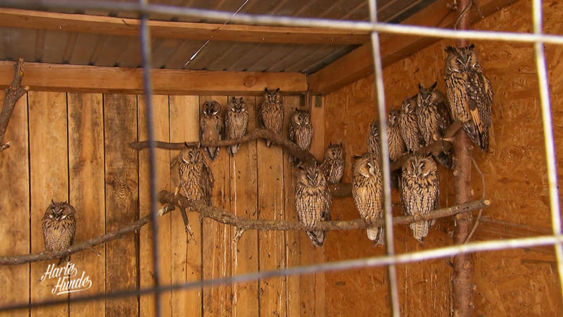Ganze Tierparks mussten schon evakuiert werden