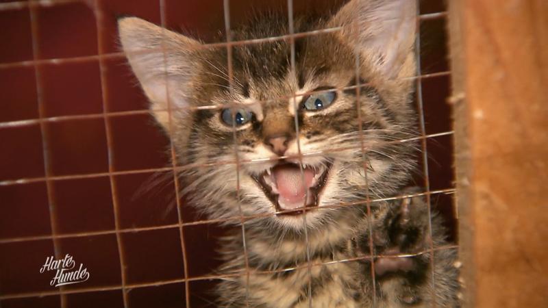 Katzenproblem auf Usedom