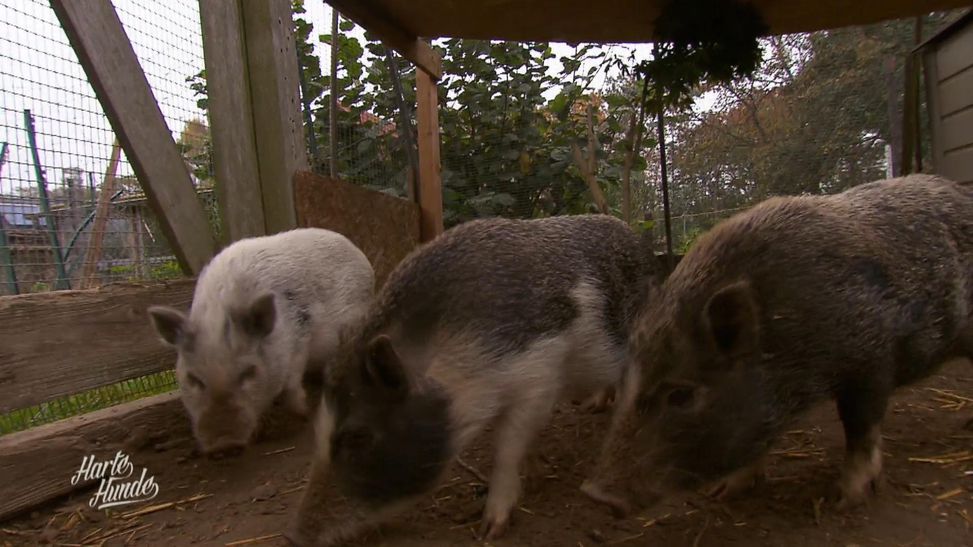 Neues zu Hause für die Schweine