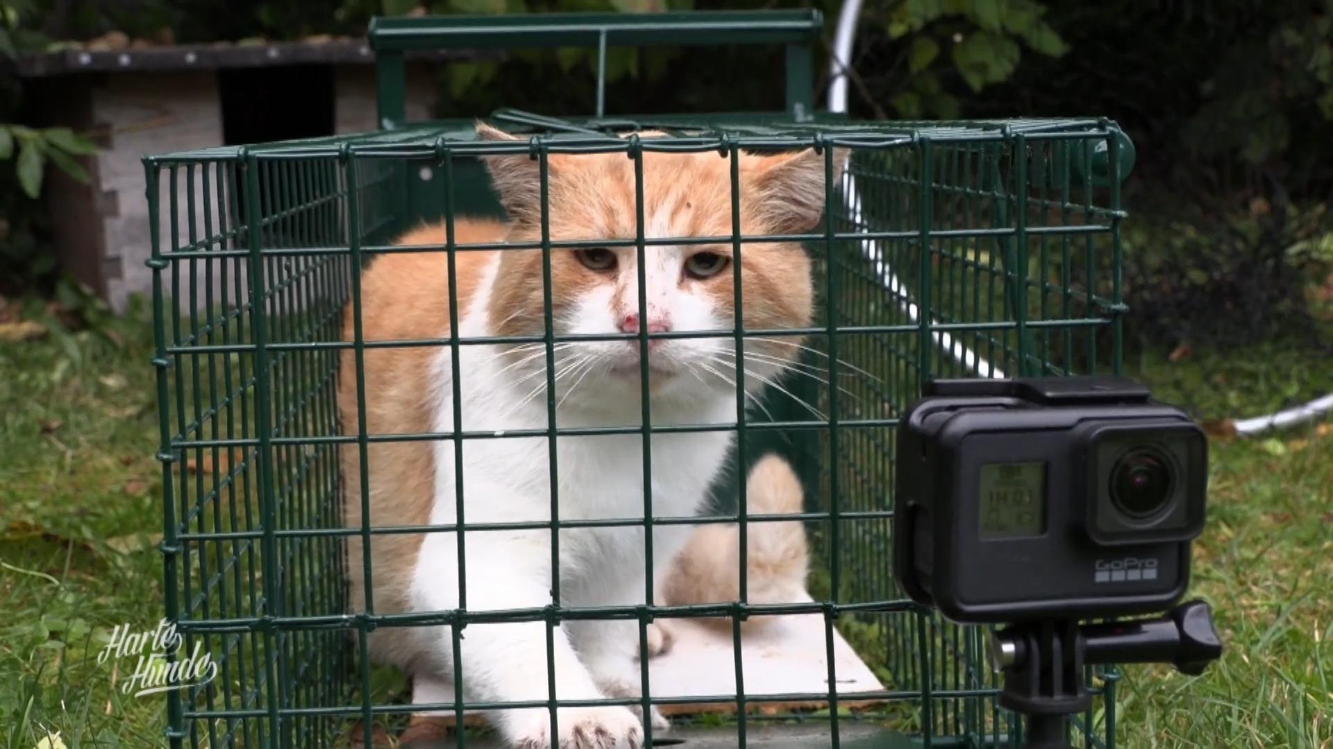 Die Katzenfänger von Usedom