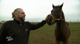 Neuer Stall für Pferd und Pony